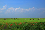 Vojvodina, Serbia, May 2010