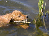 Rubi First Swim