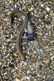 Sea Worm