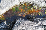 Tide Pool