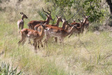 Impala