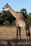 Male Giraffe