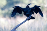 African Darter