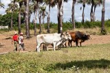 Tobacco Farm