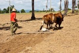 Tobacco Farm