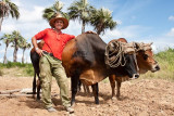 Tobacco Farmer with Oxen