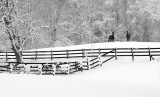 P2262381a bwweb.jpg