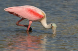 Rode Lepelaar - Roseate Spoonbill - Platalea ajaja