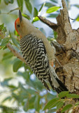 Roodbuikspecht - Red-bellied Woodpecker - Melanerpes carolinus