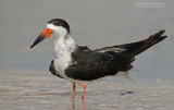 Amerikaanse Schaarbek - Black Skimmer - Rynchops niger