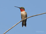 Robijnkeeltje - Ruby-throated Hummingbird - Archilochus colubris