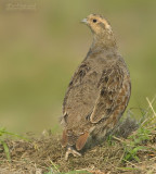 Patrijs - Grey partridge - Perdix perdix