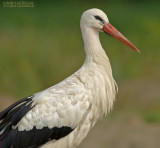 Ooievaar - White stork - Ciconia ciconia