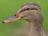Wilde eend - Mallard - Anas platyrhynchos