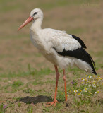 Ooievaar - White stork - Ciconia ciconia