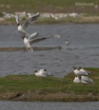 Kokmeeuw - Black-headed gull - Larus ridibundus