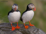 Papagaaiduiker - Puffin - Fratercula arctica