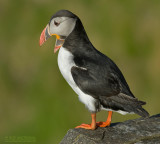 Papagaaiduiker - Puffin - Fratercula arctica