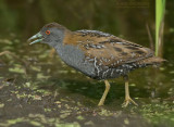 Kleinst Waterhoen - Baillons Crake - Porzana pusilla