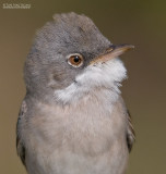 Grasmus - Common Whitethroat - Silvia communis