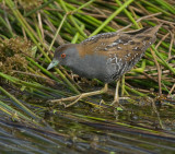 Kleinst Waterhoen - Baillons Crake - Porzana pusilla