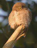 Jungledwerguil - Jungle Owlet - Glaucidium radiatum