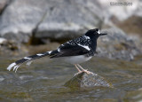 Gevlekte vorkstaart - Spotted Forktail  - Enicurrus maculatus