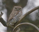 Koekoeksdwerguil - Asian Barred Owlet - Glaucidium cuculoides