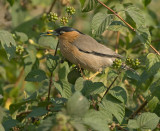 Pagodespreeuw - Brahminy Starling - Sturnus pagodarum