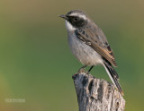 Grijs Paapje - Gray Bushchat - Saxicola ferrea