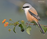 Langstaartklauwier - Long-tailed Shrike - Lanius schach