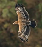 Steppearend - Steppe Eagle - Aquila nipalensis