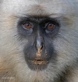 Hanumanlangoer - Black-faced Langur - Semnopithecus entellus