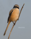 Langstaartklauwier - Long-tailed Shrike - Lanius schach