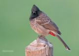Roodbuikbuulbuul - Red-vented Bulbul - Pycnonotus cafer