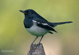 Dayallijster - Oriental Magpie-Robin - Copsychus saularis