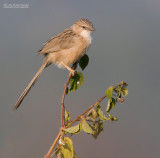 Gewone Babbelaar - Common Babbler - Turdoides caudatus