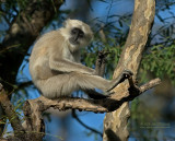 Hanumanlangoer - Black-faced Langur - Semnopithecus entellus