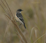 Hodgson-paapje - White-throated bush chat - Saxicola insignis