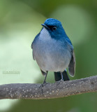 Leiblauwe Vliegenvanger - Slaty-blue Flycatcher - Ficedula tricolor