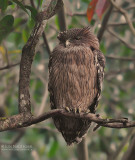 Bruine Visuil - Brown fish owl - Ketupa zeylonensis