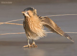 Roerdomp - Bittern - Botaurus stellaris