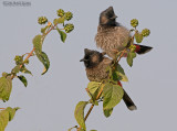 Roodbuikbuulbuul - Red-vented Bulbul - Pycnonotus cafer