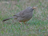 Jungle Babbelaar - Jungle Babbler - Turdoides straitus