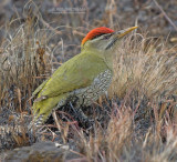 Geschubde Groene Specht - Scaly-bellied Woodpecker - Picus squamatus