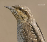 Draaihals - Wryneck - Jynx torguilla