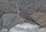 Parelhalstortel - Spotted Dove - Streptopelia orientalis