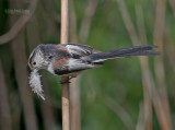 Staartmees - Long-tailed tit - Aegithalos caudatus