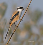 Langstaartklauwier - Long-tailed Shrike - Lanius schach