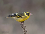 Himalaja-groenling - Yellow-breasted Greenfinch - Carduelis spinoides